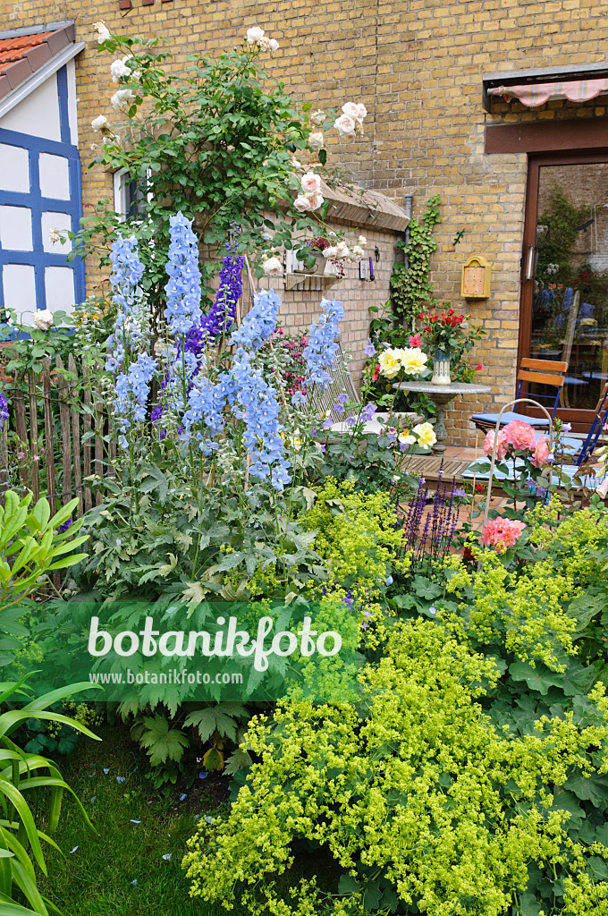 473264 - Larkspur (Delphinium elatum) and lady's mantle (Alchemilla) in a backyard garden