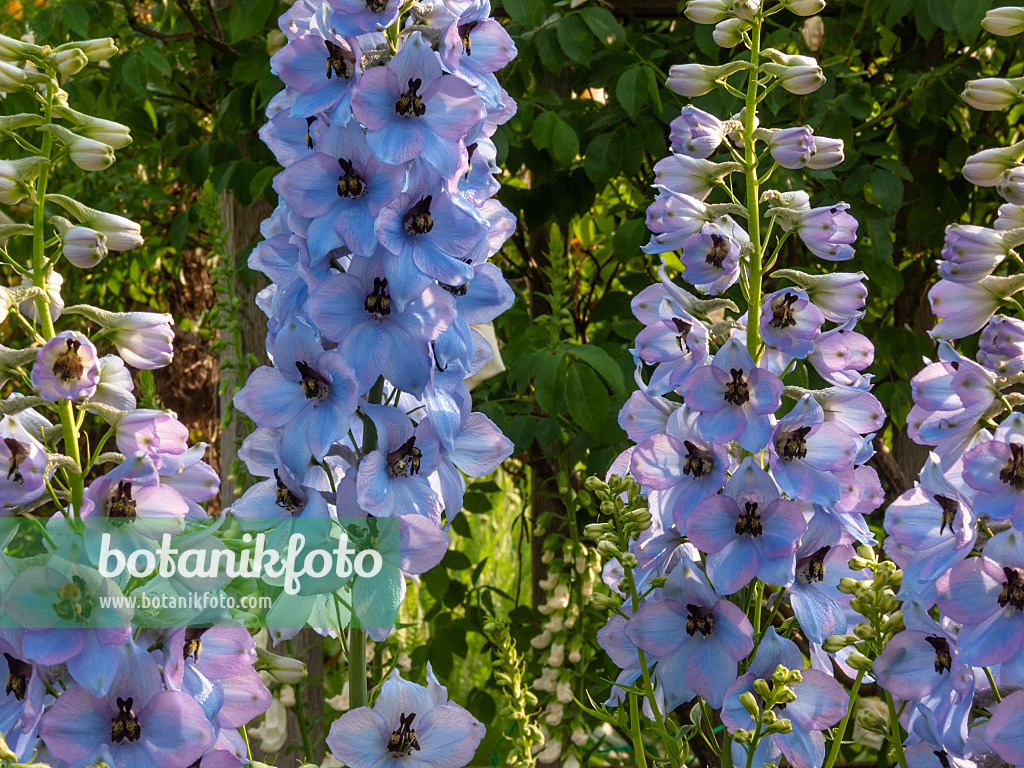 414041 - Larkspur (Delphinium elatum 'Perlmutterbaum')