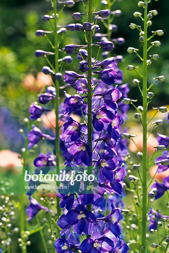 379048 - Larkspur (Delphinium elatum 'Polarnacht')