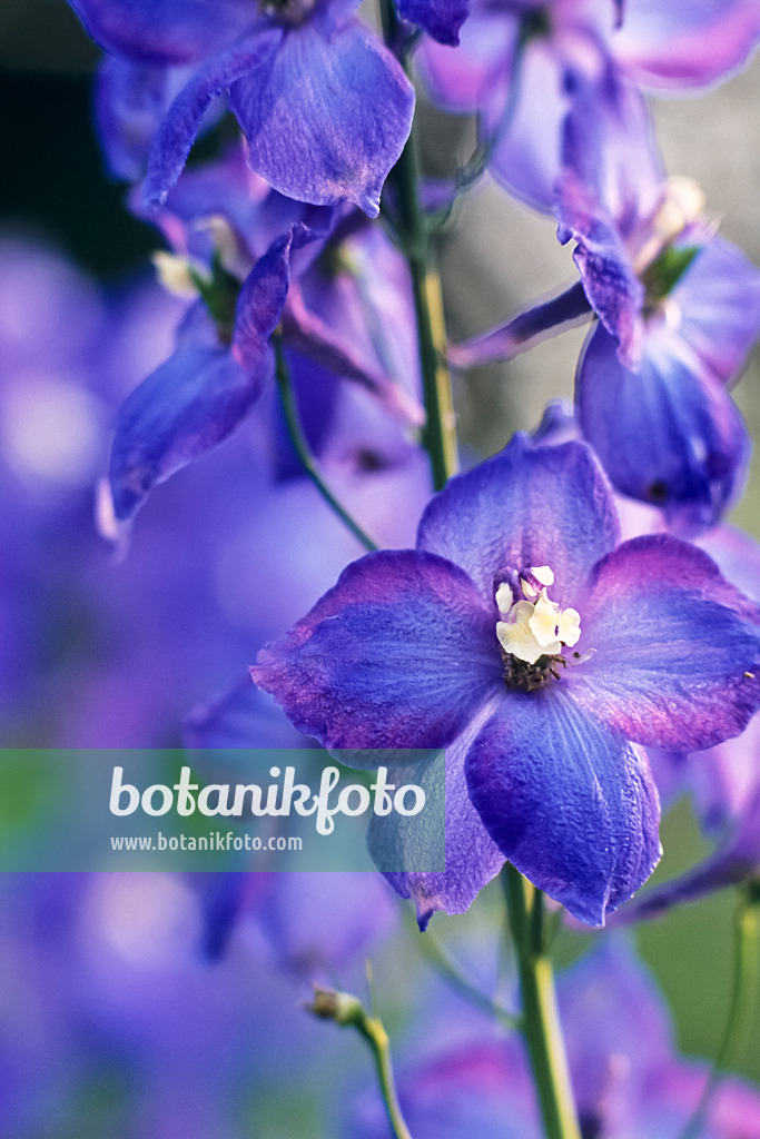 394008 - Larkspur (Delphinium elatum 'Polarnacht')