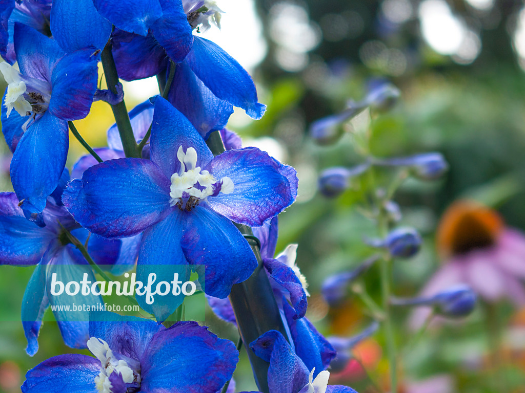 416034 - Larkspur (Delphinium elatum 'Polarnacht')