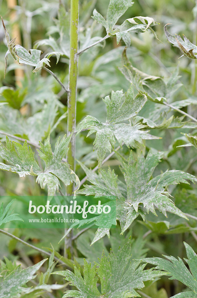 485138 - Larkspur (Delphinium elatum) with mildew