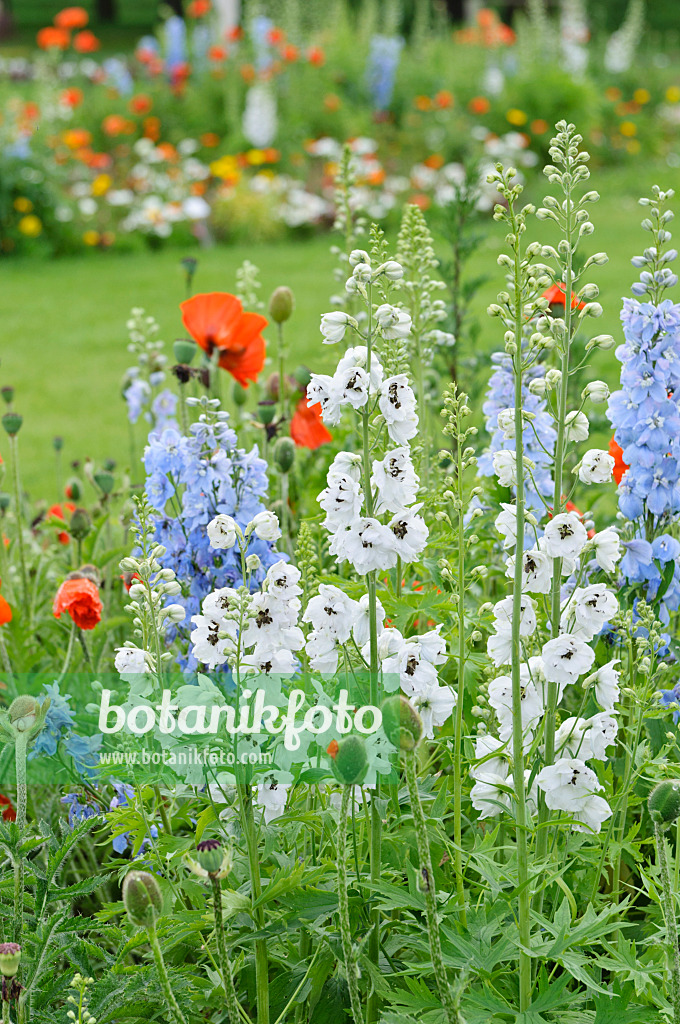 485050 - Larkspur (Delphinium) and poppy (Papaver)