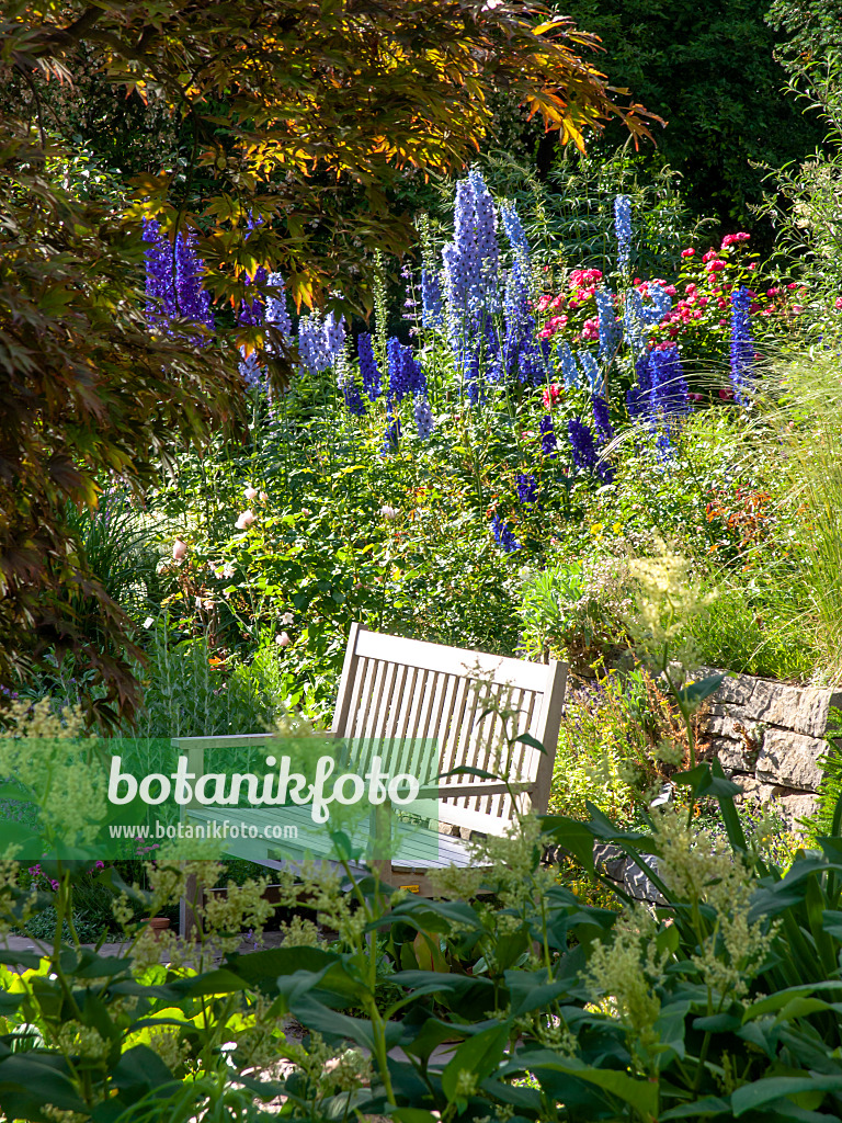 426200 - Larkspurs (Delphinium) and roses (Rosa)