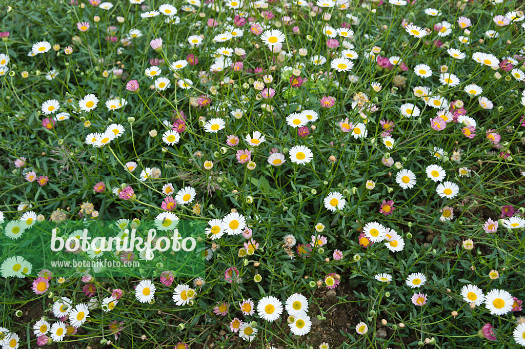 511155 - Latin American fleabane (Erigeron karvinskianus)