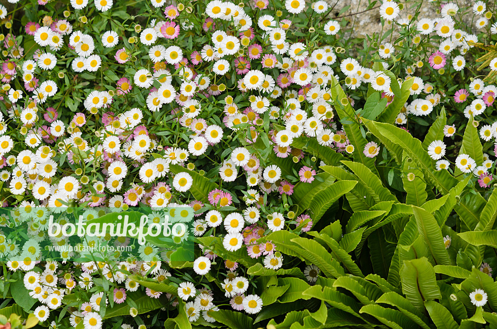 533463 - Latin American fleabane (Erigeron karvinskianus) and hart's tongue fern (Asplenium scolopendrium syn. Phyllitis scolopendrium)