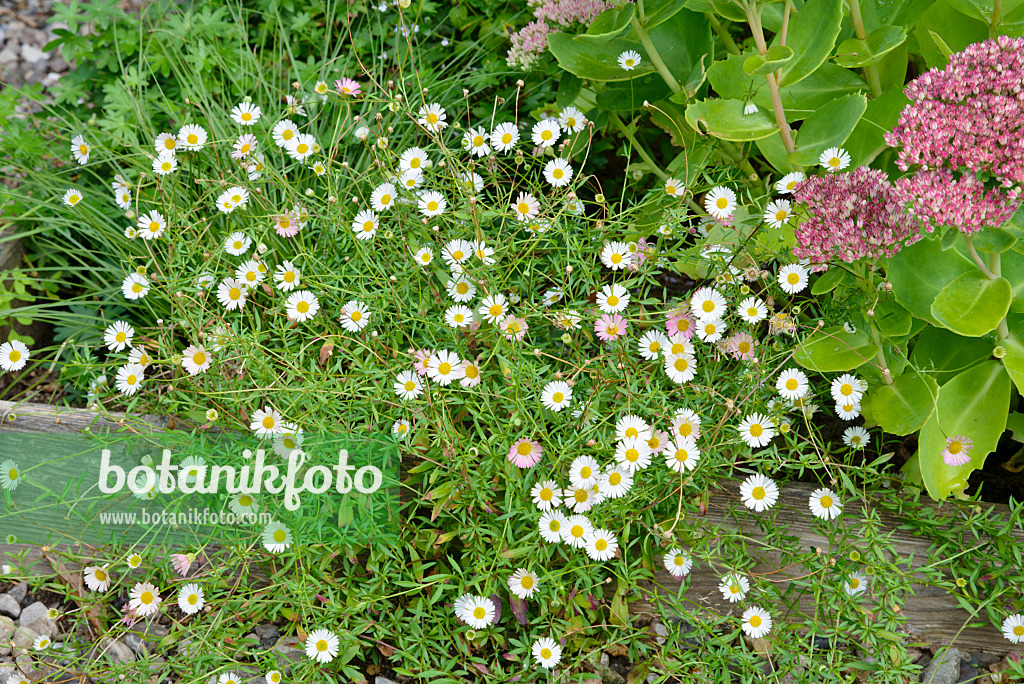 545063 - Latin American fleabane (Erigeron karvinskianus)