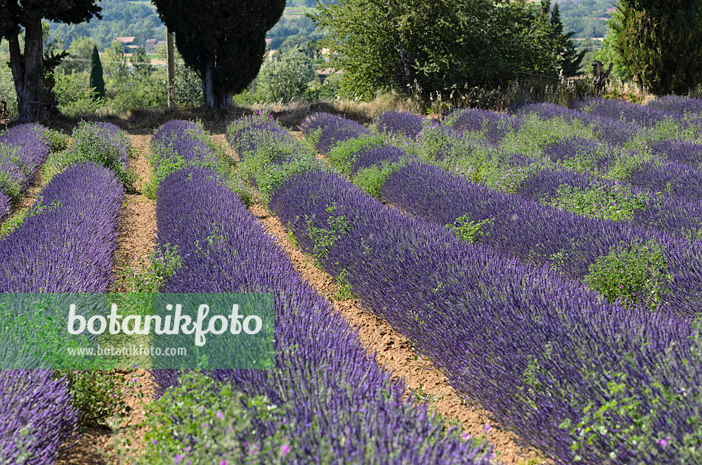 557166 - Lavandin (Lavandula x intermedia), Provence, France