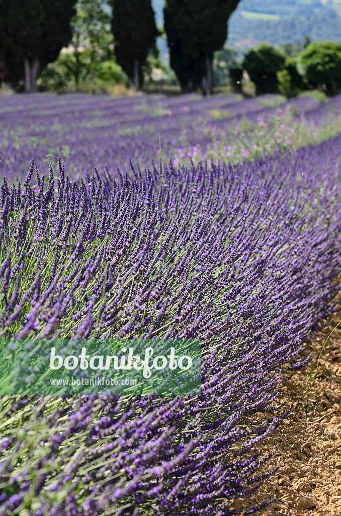 557171 - Lavandin (Lavandula x intermedia), Provence, France