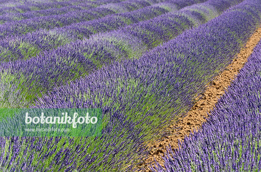 557175 - Lavandin (Lavandula x intermedia), Provence, France