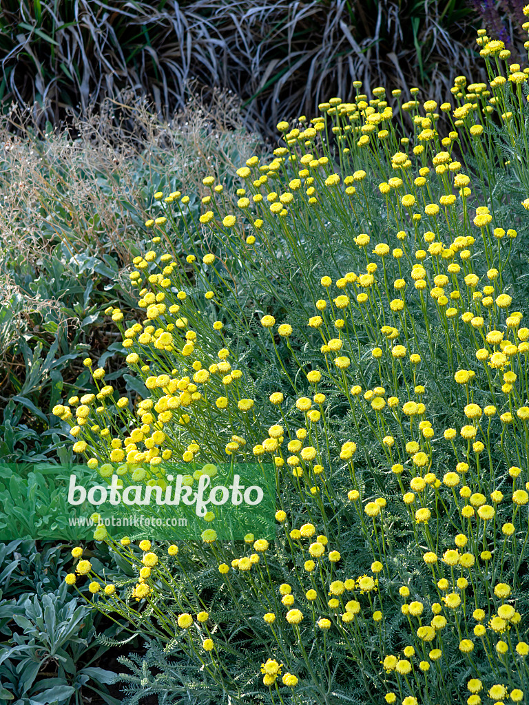 461129 - Lavender cotton (Santolina chamaecyparissus subsp. insularis)