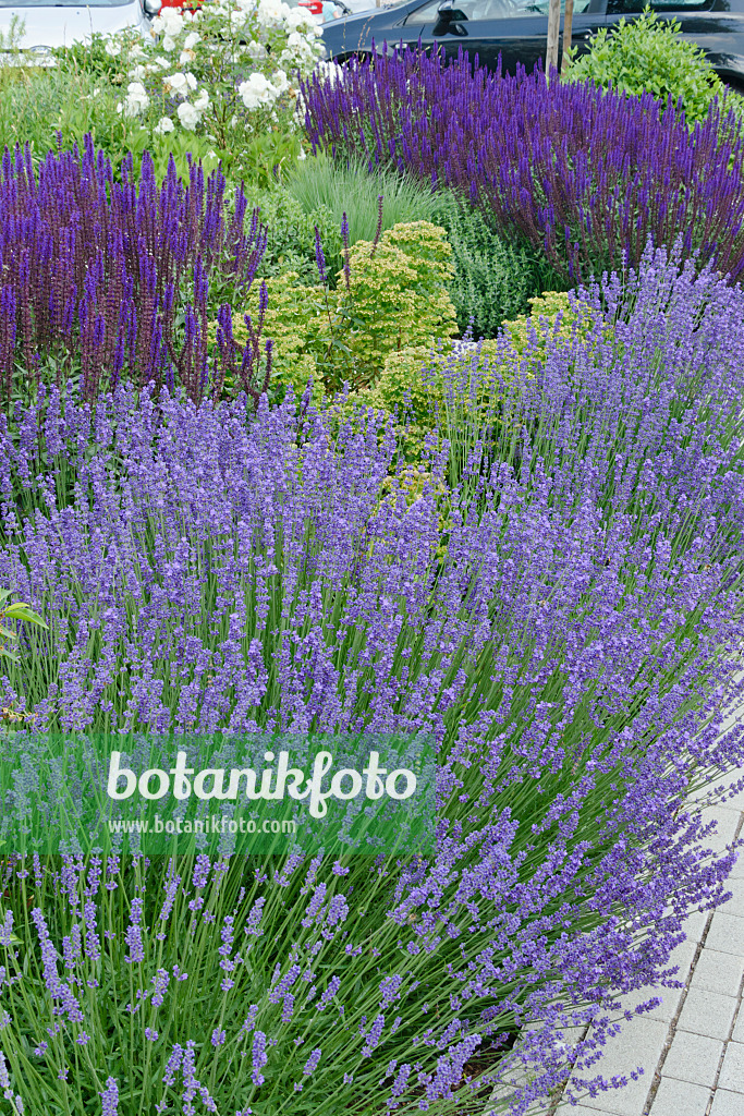 557071 - Lavender (Lavandula) and sage (Salvia)