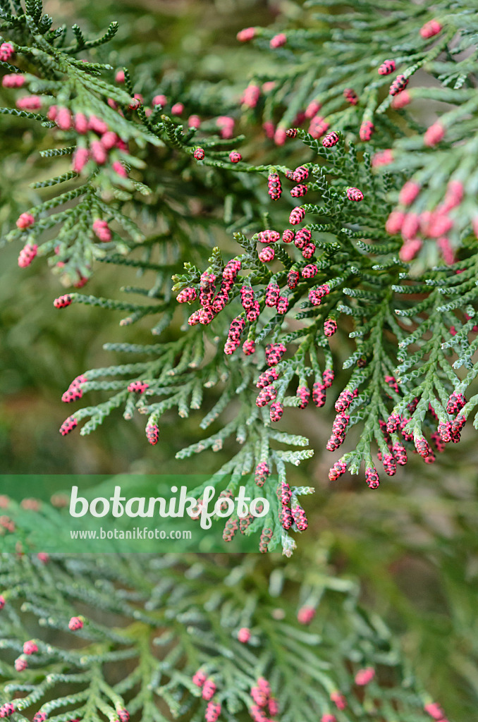 530029 - Lawson's cypress (Chamaecyparis lawsoniana 'Columnaris Glauca') with male flowers