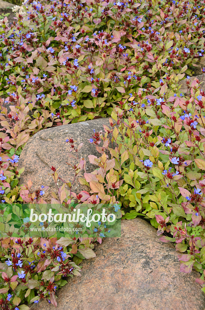 525035 - Leadwort (Ceratostigma plumbaginoides)