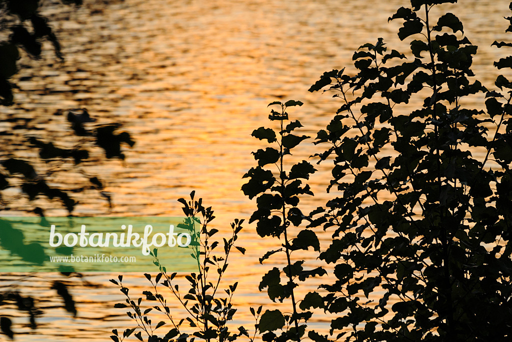 523290 - Leaf silhouettes in front of slightly moved water in the evening light