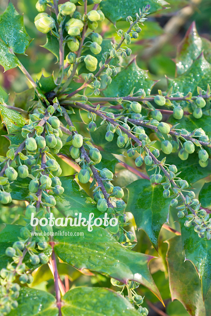 551034 - Leatherleaf mahonia (Mahonia bealei)