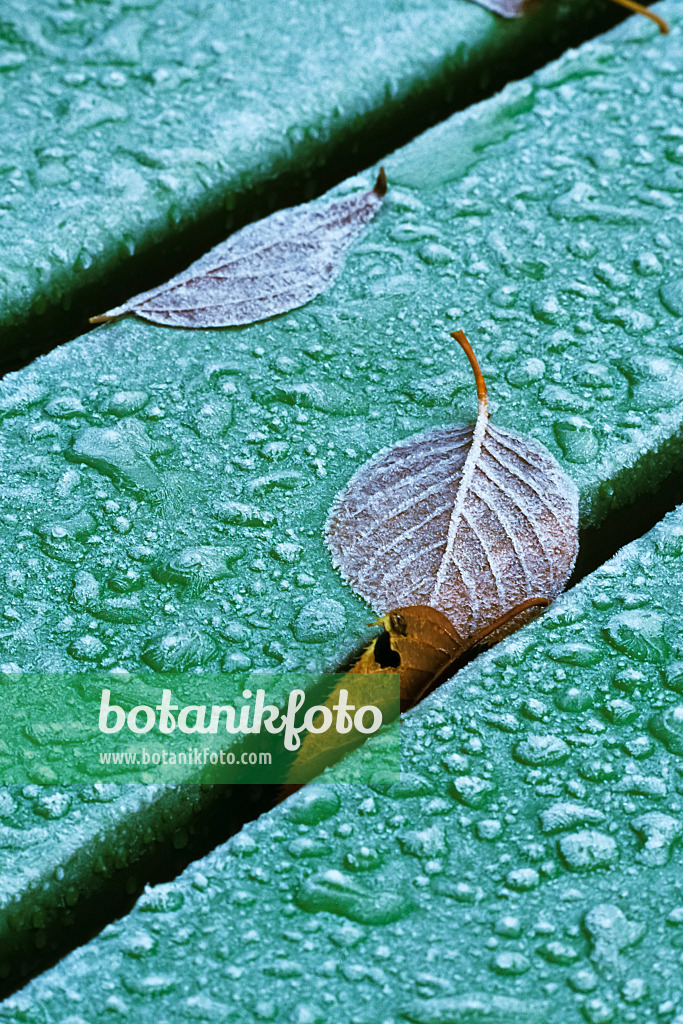 384051 - Leaves with hoar frost on a bench