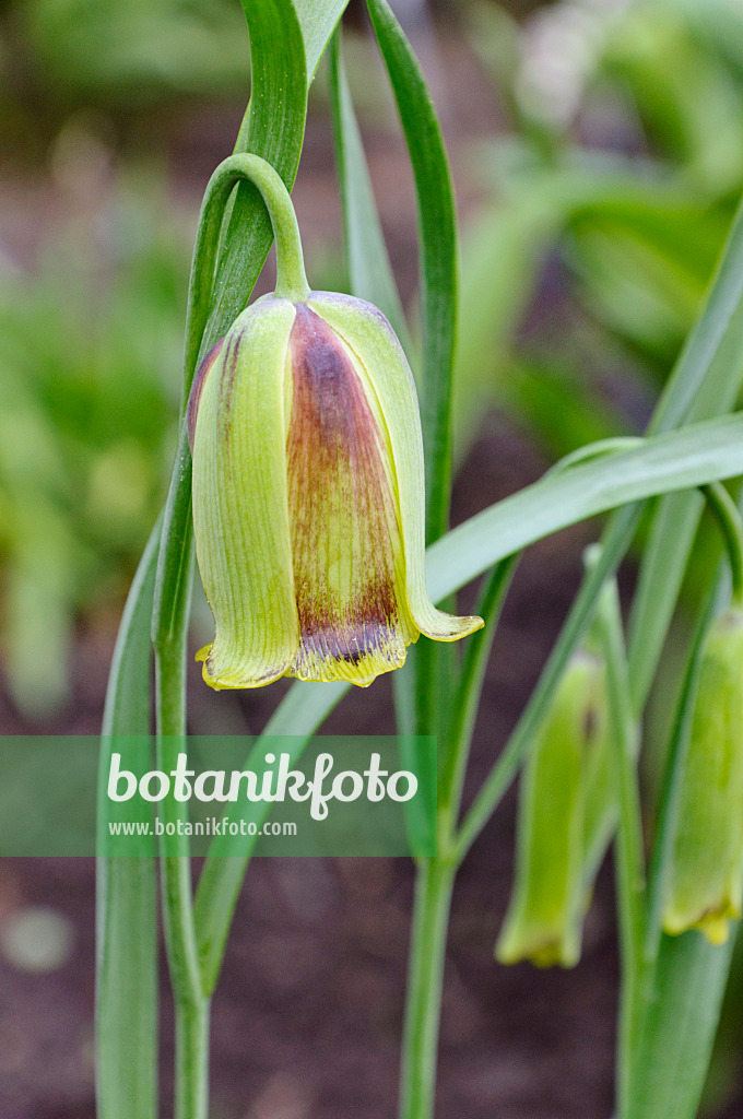 471225 - Lebanese fritillary (Fritillaria acmopetala)