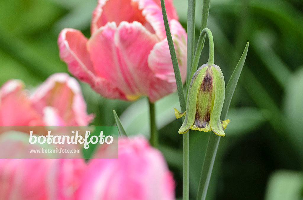 495345 - Lebanese fritillary (Fritillaria acmopetala) and parrot tulip (Tulipa Apricot Parrot)