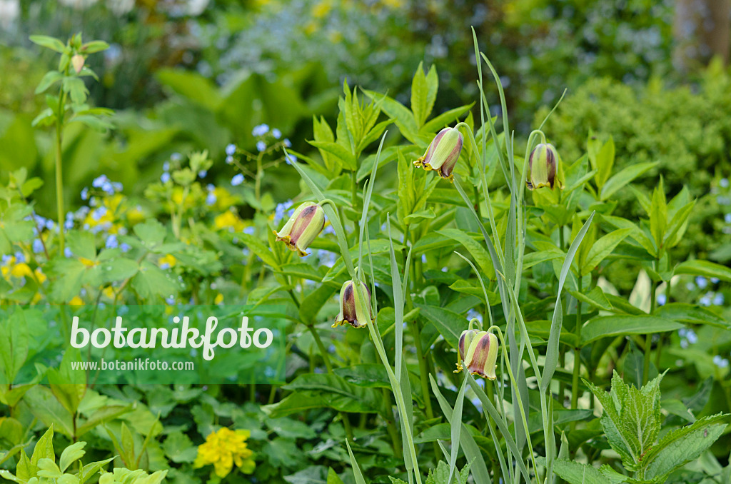 520157 - Lebanese fritillary (Fritillaria acmopetala)