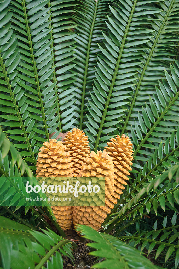 517481 - Lebombo cycad (Encephalartos senticosus)