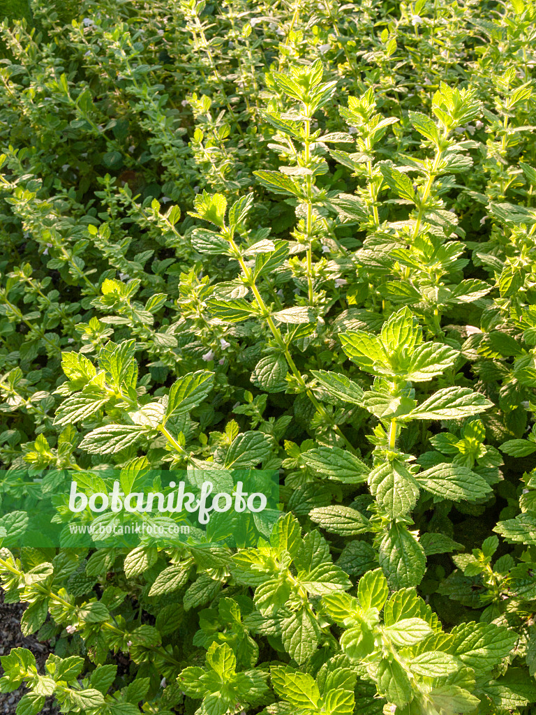 415042 - Lemon balm (Melissa officinalis)