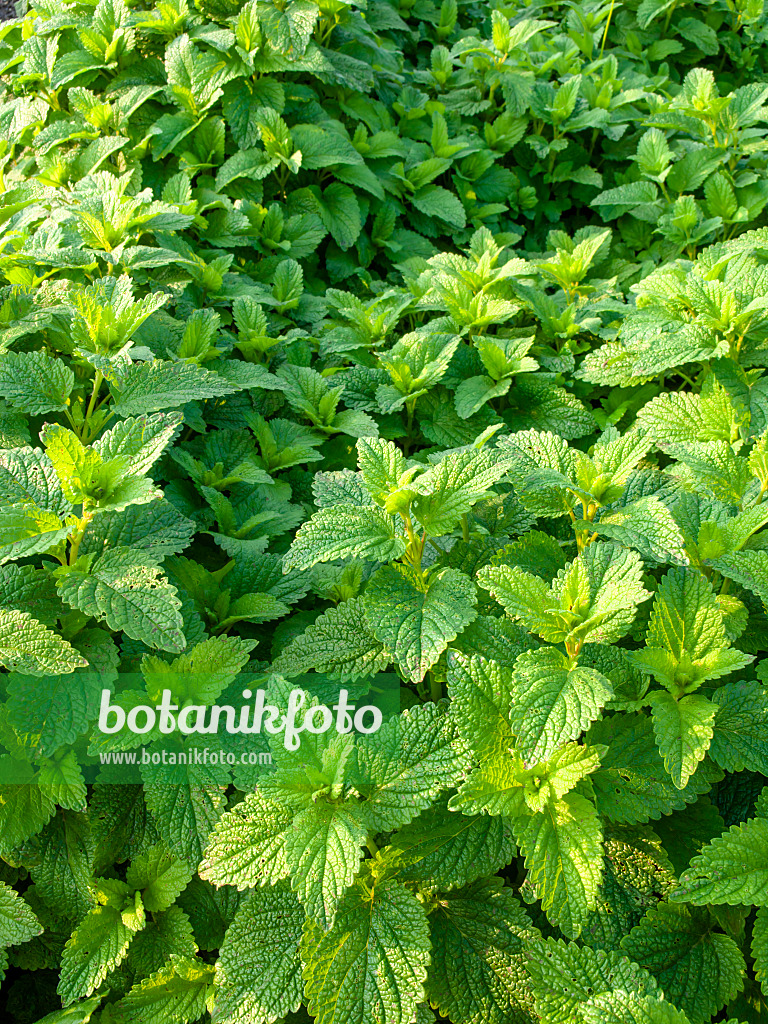 448115 - Lemon balm (Melissa officinalis)