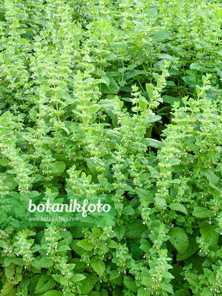 462013 - Lemon balm (Melissa officinalis)