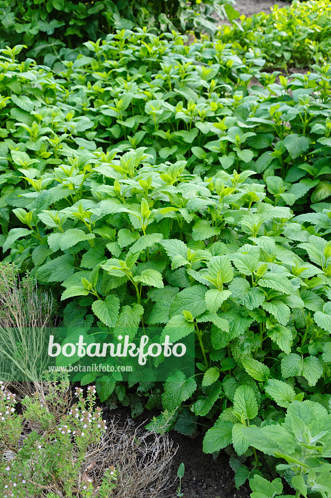 484324 - Lemon balm (Melissa officinalis)