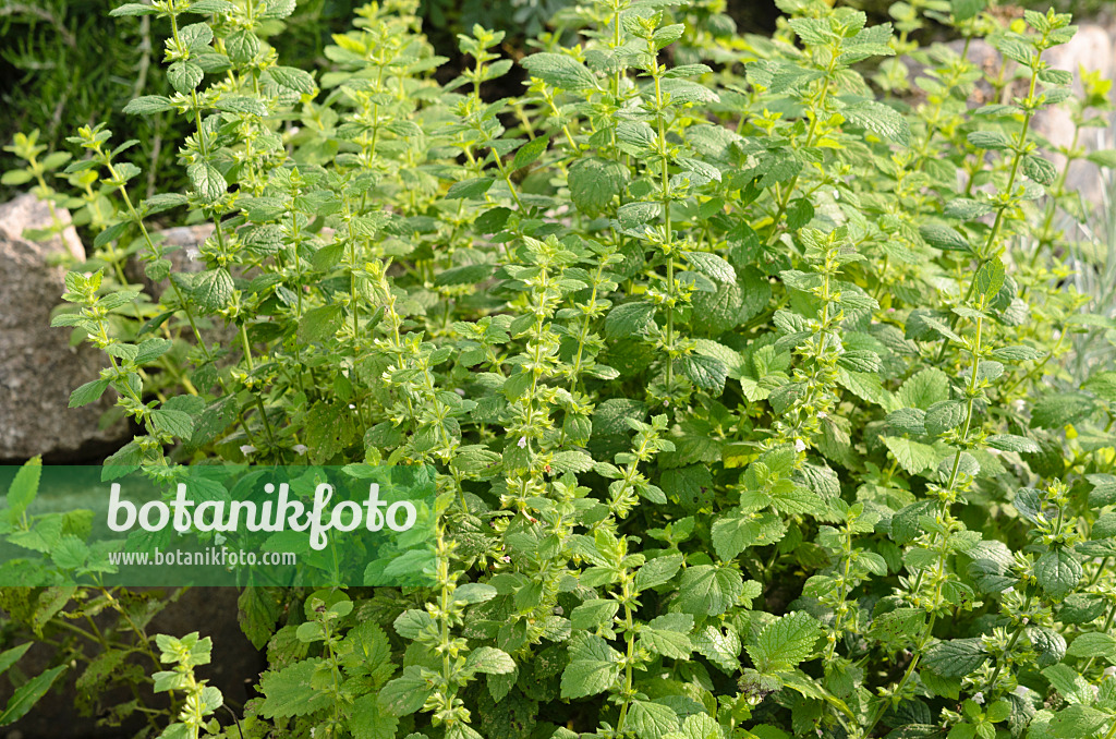 523172 - Lemon balm (Melissa officinalis)