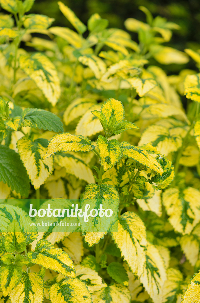 533451 - Lemon balm (Melissa officinalis 'Variegata')