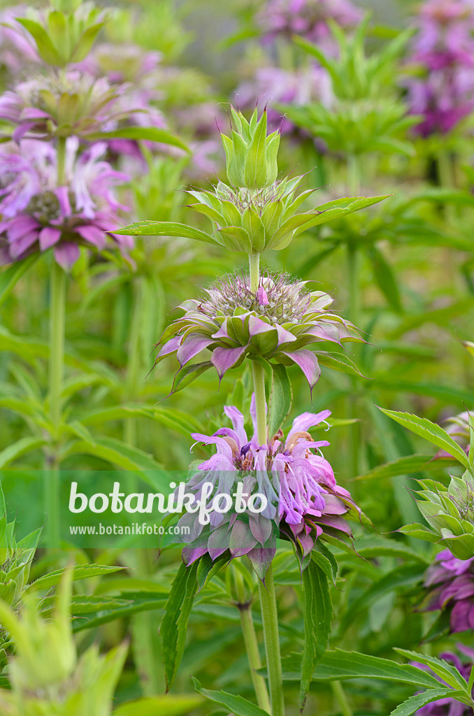 498188 - Lemon bee balm (Monarda citriodora)