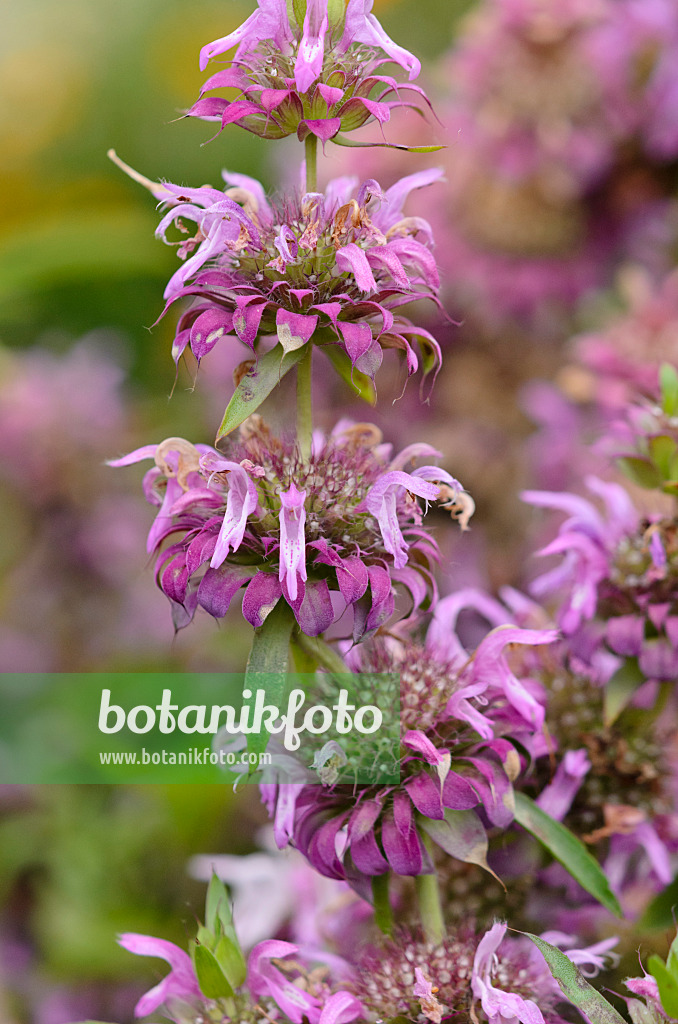 547390 - Lemon bee balm (Monarda citriodora)