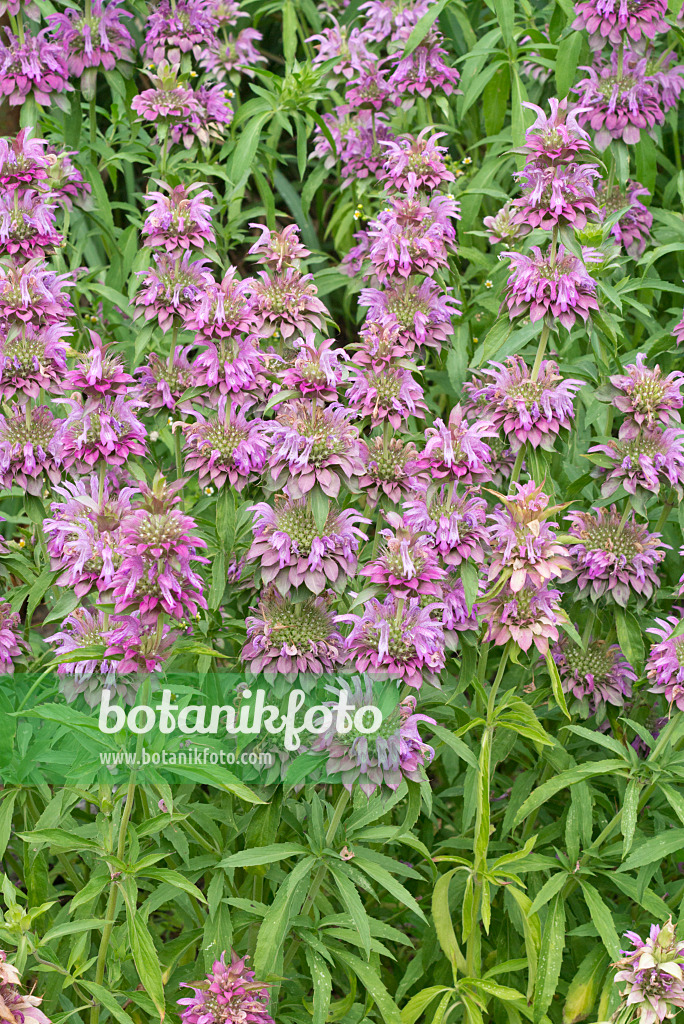 610027 - Lemon bee balm (Monarda citriodora)