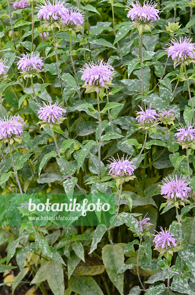 522062 - Lemon bee balm (Monarda citriodora) with mildew