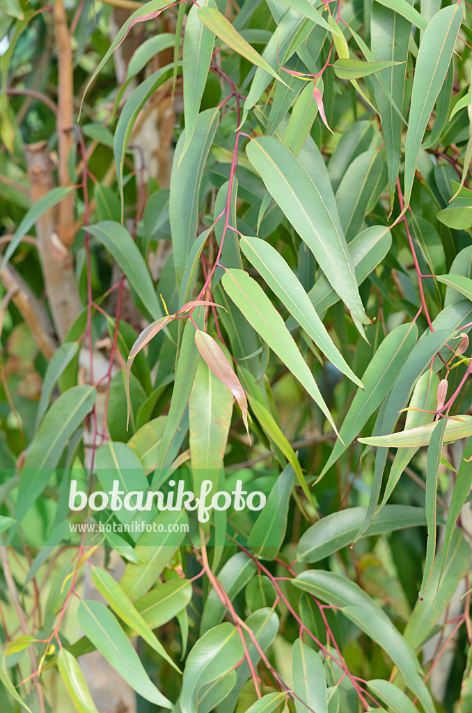 535071 - Lemon-scented gum (Corymbia citriodora syn. Eucalyptus citriodora)