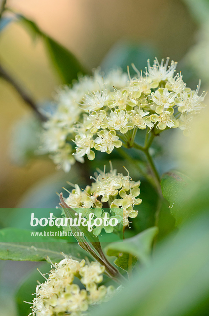 523269 - Lemon scented myrtle (Backhousia citriodora)