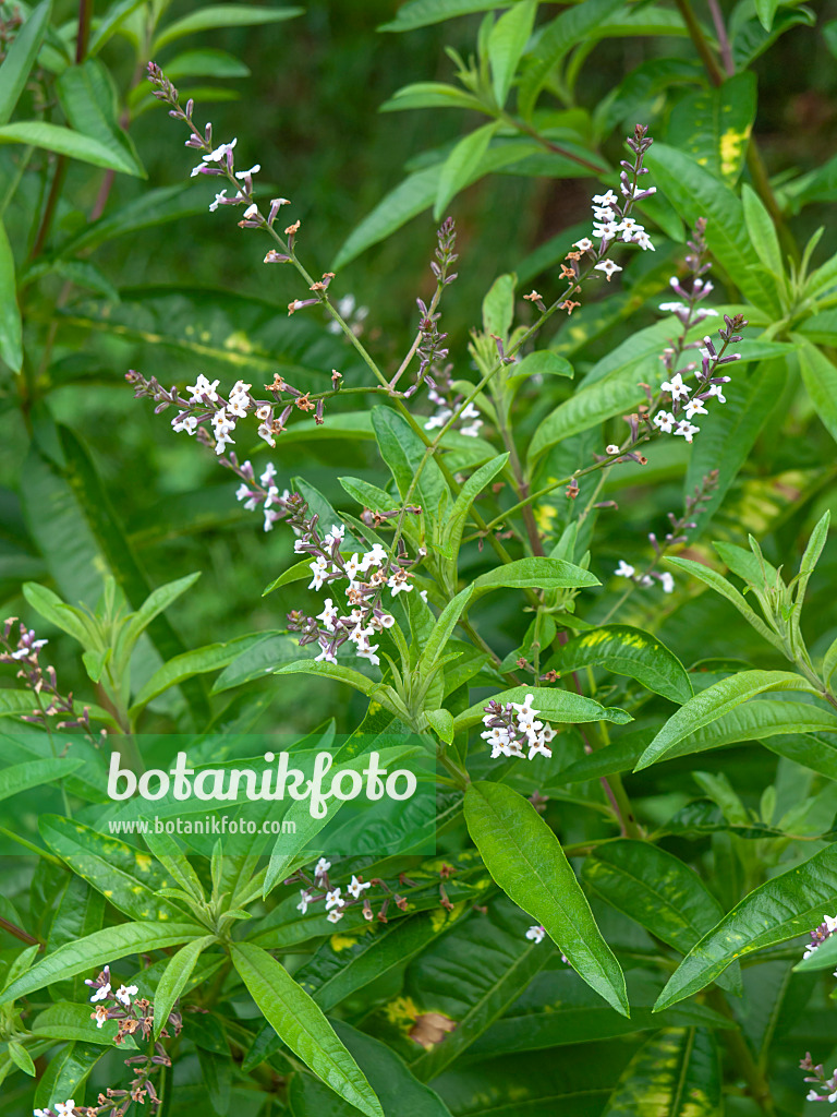 450029 - Lemon verbena (Aloysia triphylla)