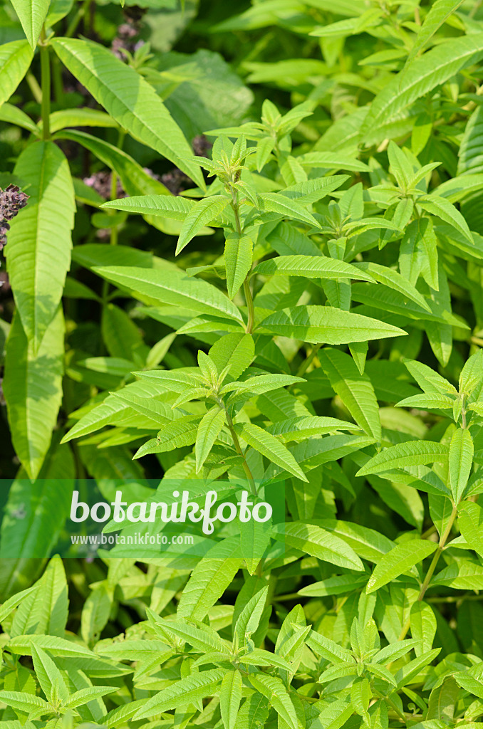 534410 - Lemon verbena (Aloysia triphylla)