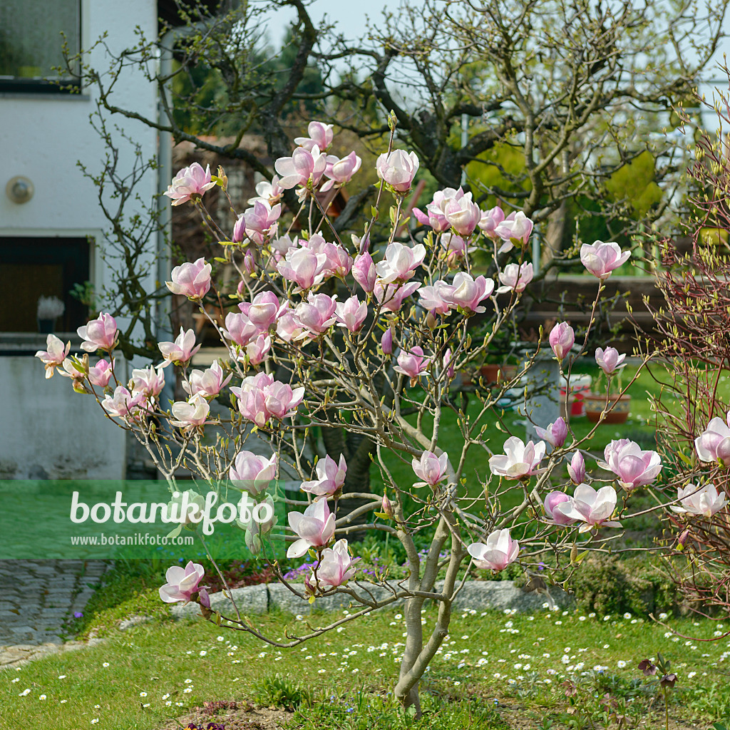 558162 - Lenne's magnolia (Magnolia x soulangiana)