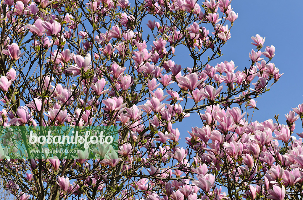 495190 - Lenne's magnolia (Magnolia x soulangiana 'Heaven Scent')