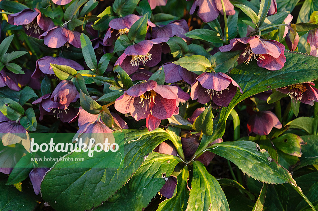 470133 - Lenten rose (Helleborus orientalis 'Queen of the Night')