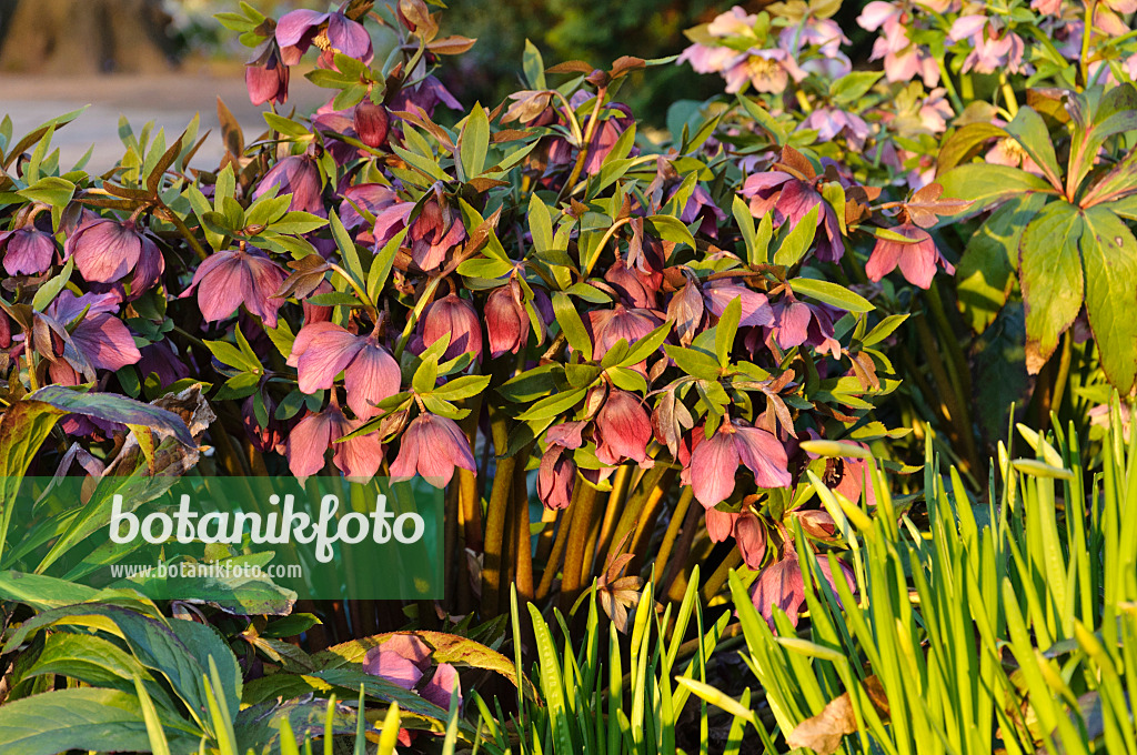 470134 - Lenten rose (Helleborus orientalis 'Queen of the Night')