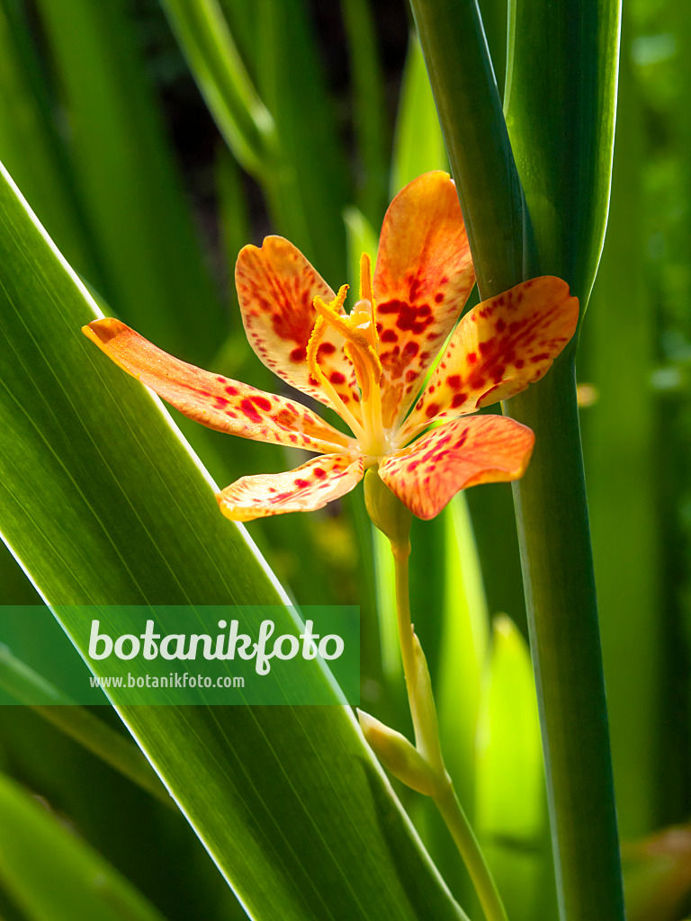 427228 - Leopard flower (Belamcanda chinensis)