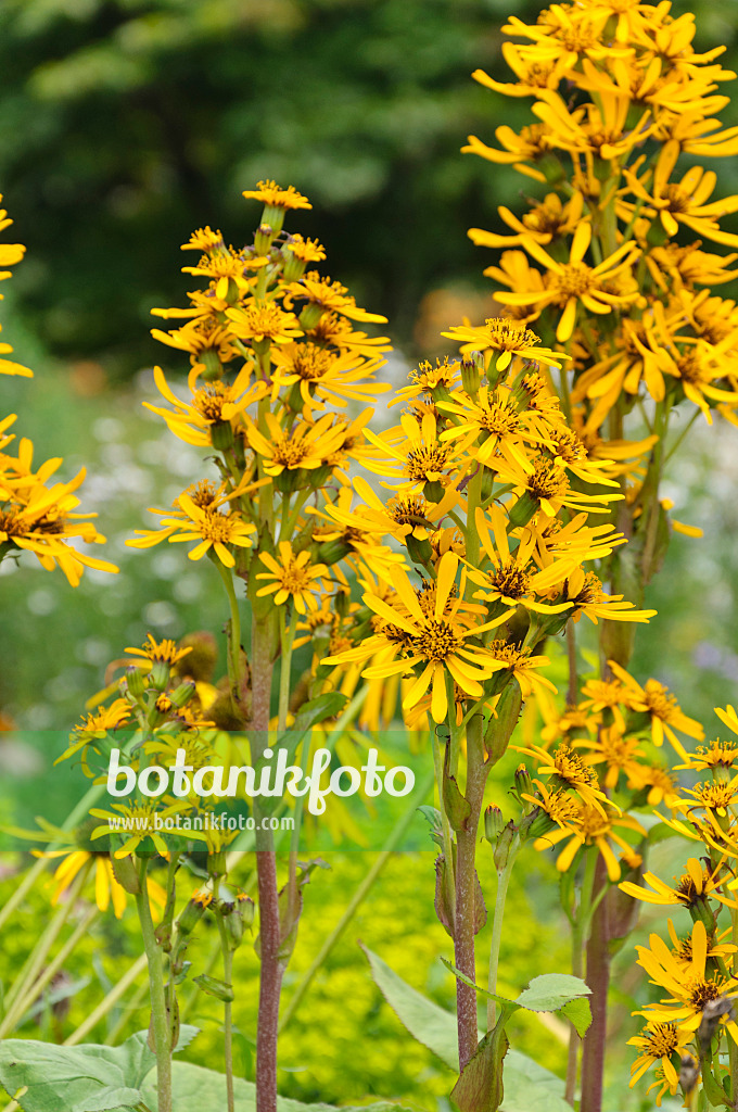 487135 - Leopard plant (Ligularia)