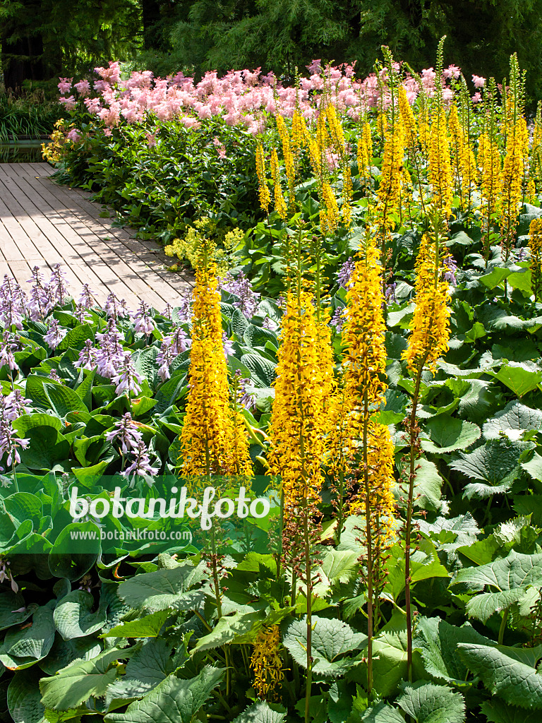 462081 - Leopard plant (Ligularia stenocephala)