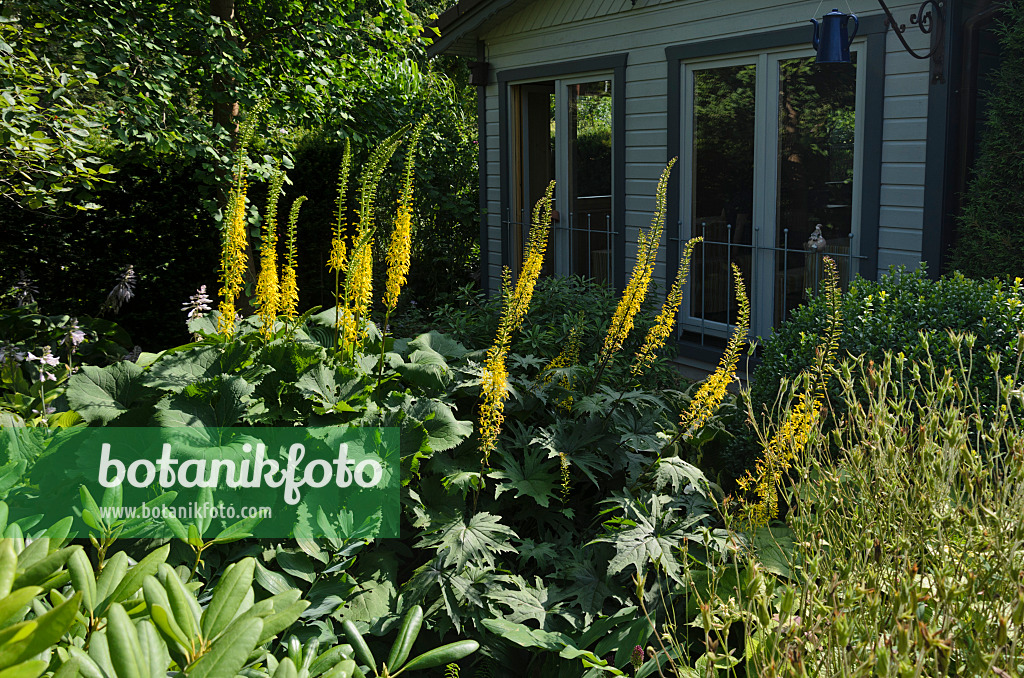 570082 - Leopard plants (Ligularia) in front of a garden house