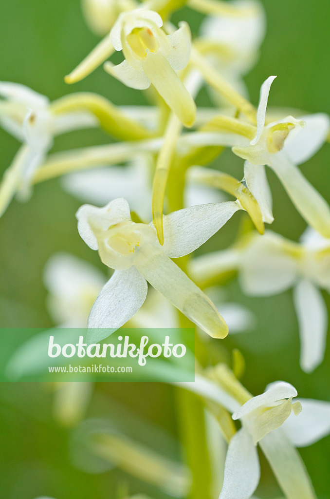 497004 - Lesser butterfly orchid (Platanthera bifolia)