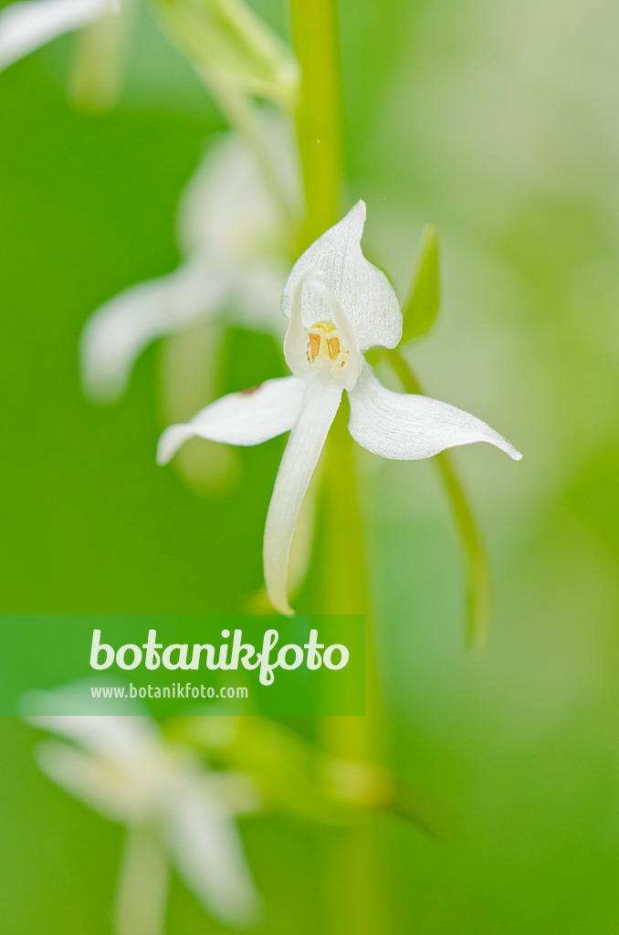 557062 - Lesser butterfly orchid (Platanthera bifolia)