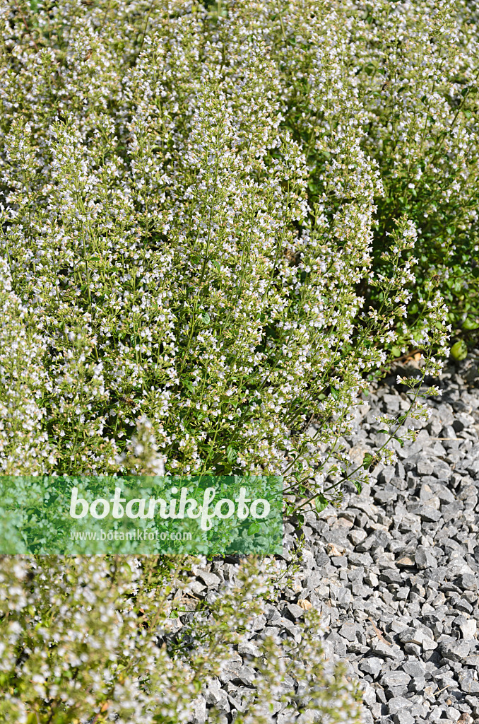 535060 - Lesser calamint (Calamintha nepeta)